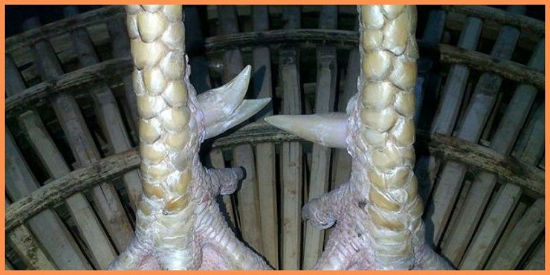 Gà Lục Đinh là gì mà được gọi là chiến kê quý hiếm? 3 Đặc điểm của chiến kê Lục Đinh