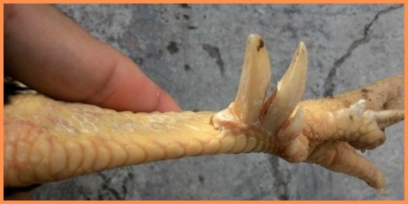 Gà Lục Đinh là gì mà được gọi là chiến kê quý hiếm? 2 Giới thiệu gà Lục Đinh