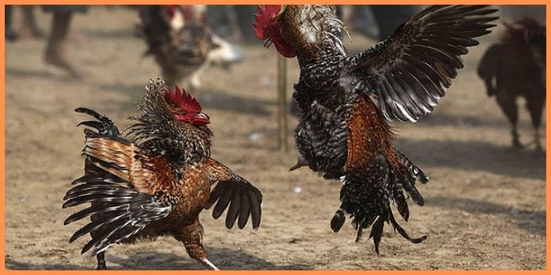 Gà Lục Đinh là gì mà được gọi là chiến kê quý hiếm? 4 Lục Đinh là chiến kê có nhiều ưu điểm vượt trội