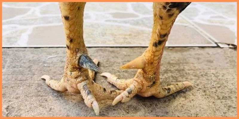 Gà Lục Đinh là gì mà được gọi là chiến kê quý hiếm? 5 Lục Đinh rất có giá trị về kinh tế lẫn văn hóa